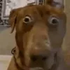 rexhk3