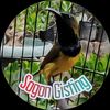 sogon_gisting