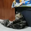 charliethegoattt