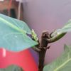 botani_core