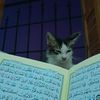 hafidat1_9