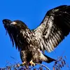 walideagle94