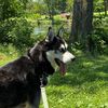 kakashithedog