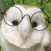 owly_menace