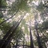 Naturesounds