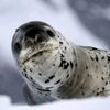 iheartleapordseals