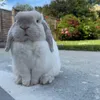 teddiethebunny8