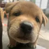 _hoanganhquoc21
