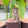 Monkey Pika
