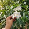 🦋<<কাঠগোলাপ>>🦋