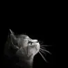 meochetnhat8