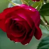 hussain.abu.ali0