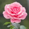 im.pary7