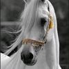 aryy5467