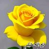 user8030735280062