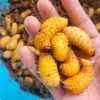 vu.phuong6976