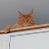 tulpnt