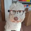 alvin.lagotto