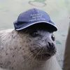 buddy_the_scotts