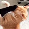 thedog.com4