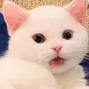 tranjasmi