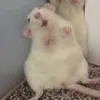 iratts
