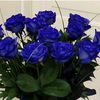 elina810