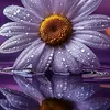 om.mohammad456