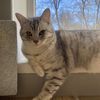 cat_arni_emergency_