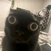 chat.noir945