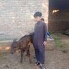 aftab.virk436