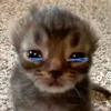 bean0006