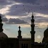 haninhamad10