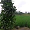 tiyangteyeng