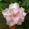 cleofloreseplantas465