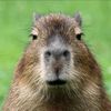 capibara.f1no