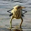 passarinhomafioso