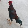 saad_khan8811