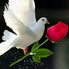 user8009483034480