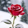 mdshahadathussa602