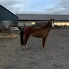 matilda_tassellxoxo
