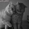 basma.alabassi
