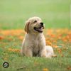 your_lost_dog