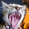 super_cat07s