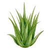 aloeverashopp