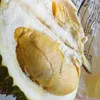 vanjo.yume