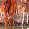 Animal's