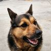 the_dingos_page