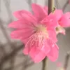 nguynthanh2370