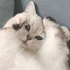 mimi404130
